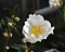 Camellia sasanqua 'Hino de Gumo'