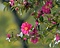 Camellia sasanqua 'Kanjiro' Foto 2
