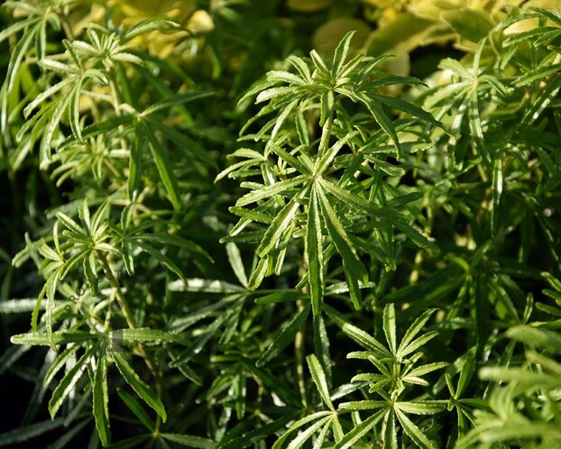 Choisya ternata 'White Dazzler'