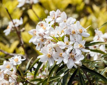 Choisya ternata 'White Dazzler'