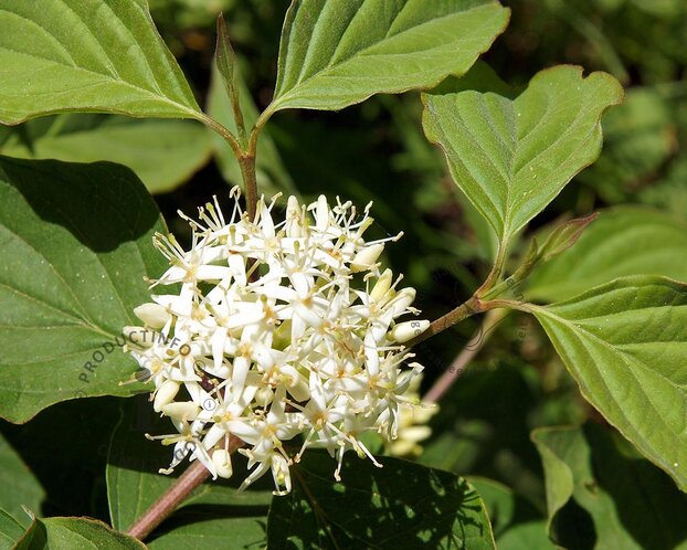 Cornus sericea (stolonifera) 'Flaviramea'