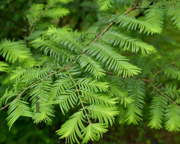 Metasequoia glyptostroboides - beveerd