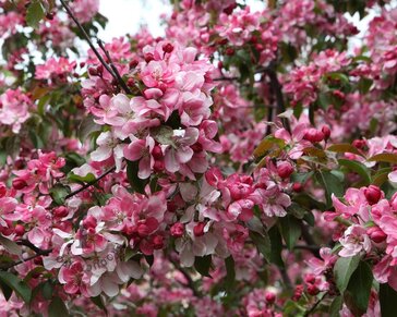 Malus 'Rudolph' - beveerd