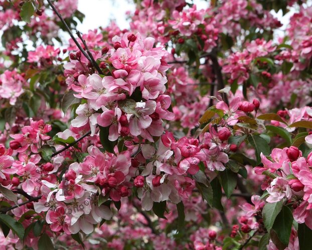 Malus 'Rudolph' - beveerd