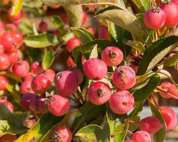 Malus 'Rudolph' - beveerd