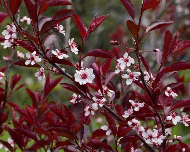 Prunus cistena - op stam