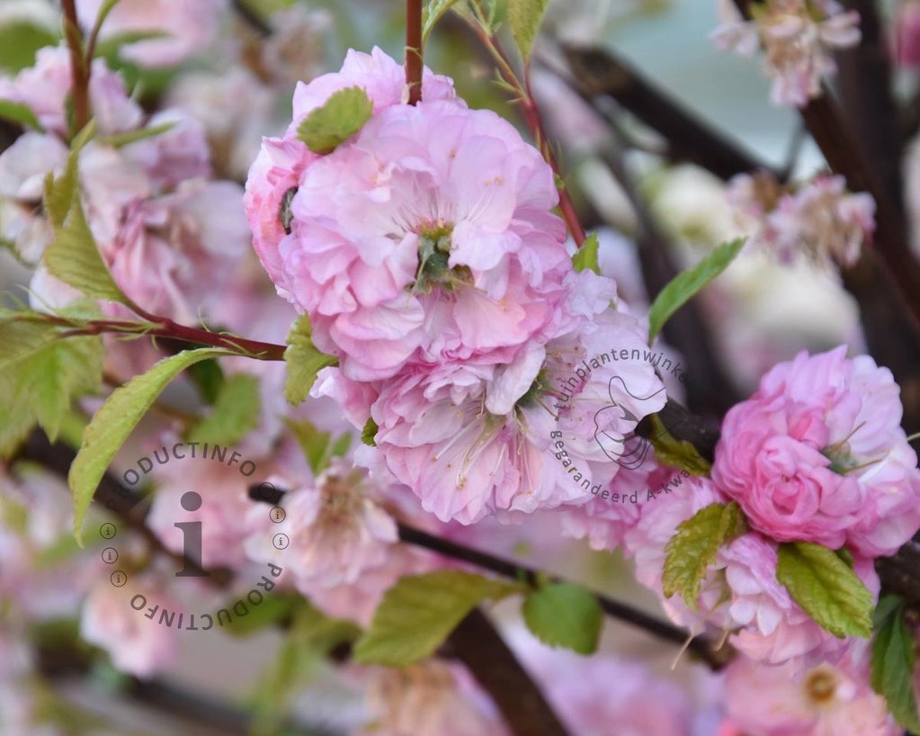 Prunus triloba - op stam