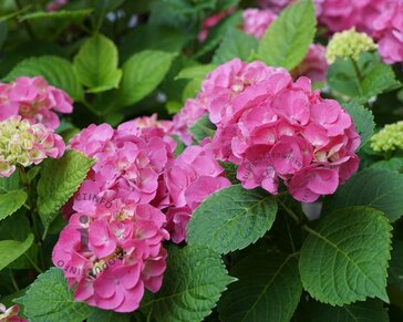 Hydrangea macrophylla 'Little Pink'