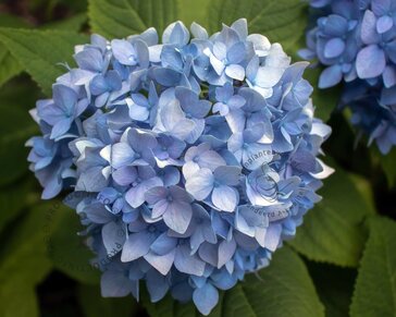 Hydrangea macrophylla 'Little Blue'