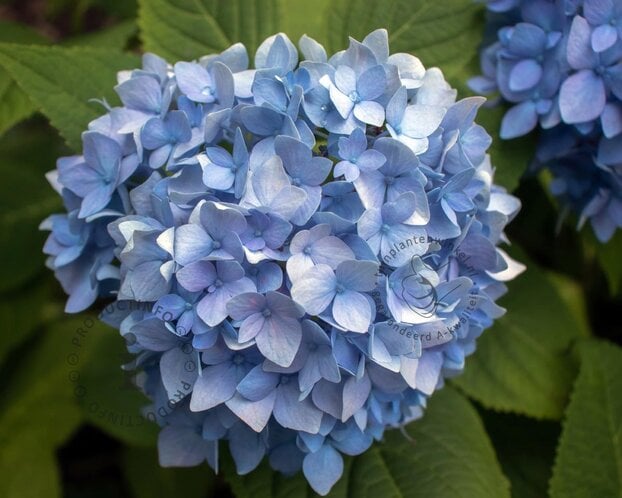Hydrangea macrophylla 'Little Blue'