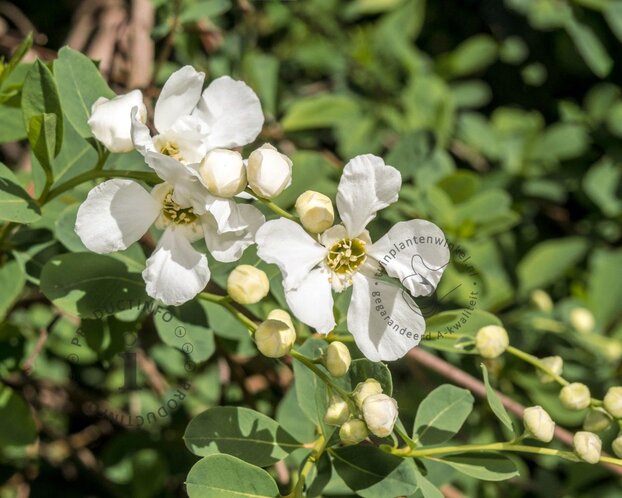 Exochorda 'Kolmaspirit Magical Springtime'