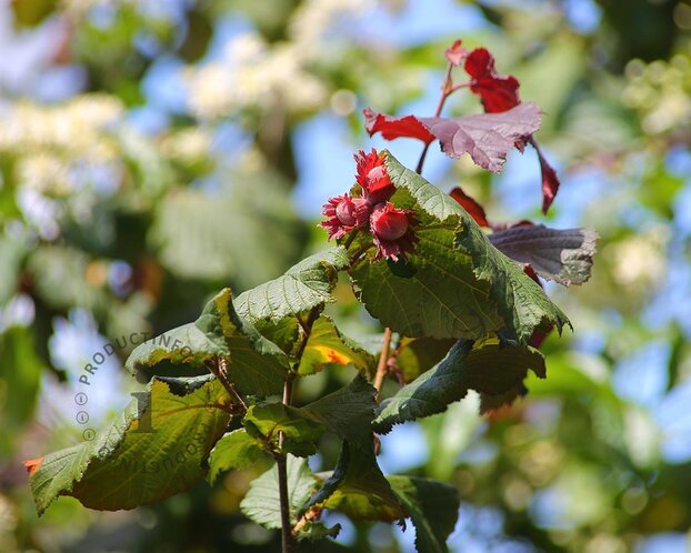 Corylus avellana 'Rode Zellernoot'