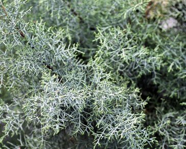 Cupressus arizonica 'Fastigiata'