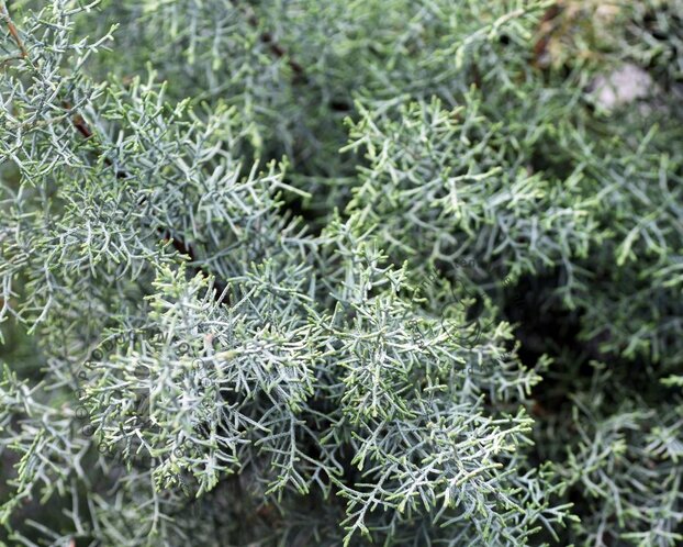 Cupressus arizonica 'Fastigiata'