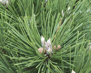 Pinus nigra 'Nana'