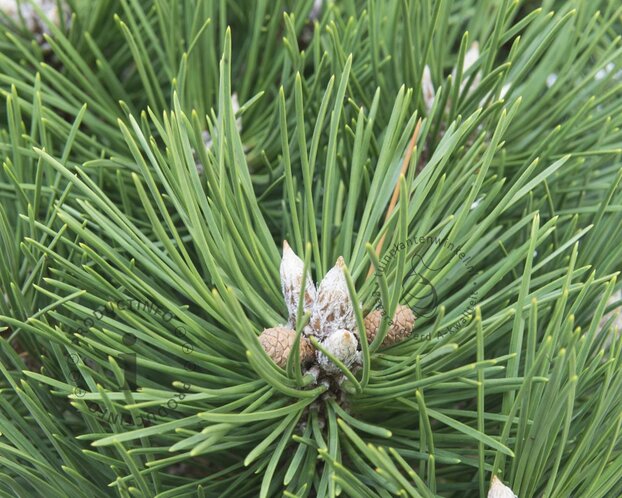 Pinus nigra 'Nana'