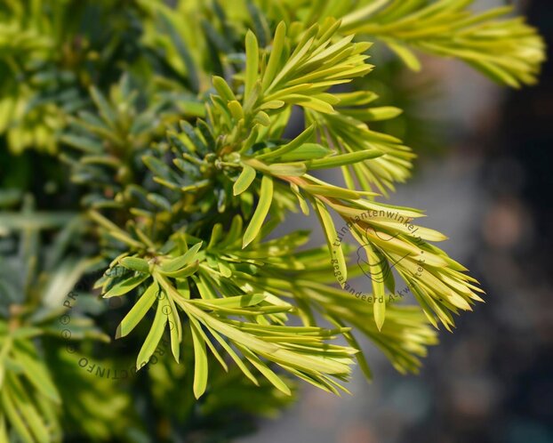 Taxus baccata 'Summergold'