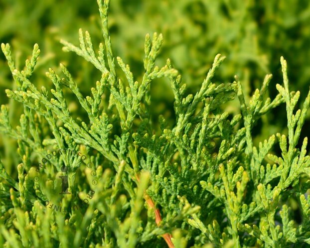 Thuja occidentalis 'Tiny Tim'