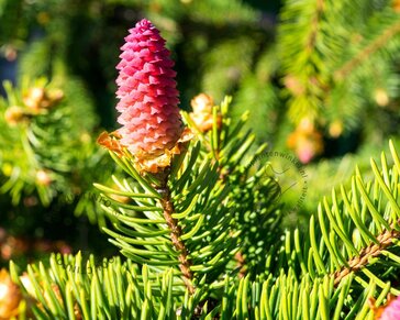 Picea abies 'Acrocona'