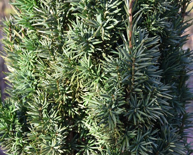 Taxus baccata 'Fastigiata Robusta'