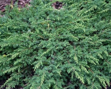 Juniperus communis 'Green Carpet' - 40 cm stam