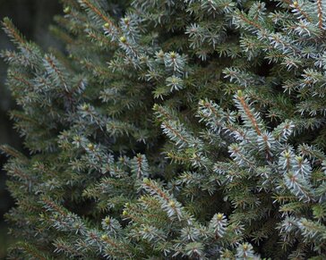 Picea omorika 'Nana'