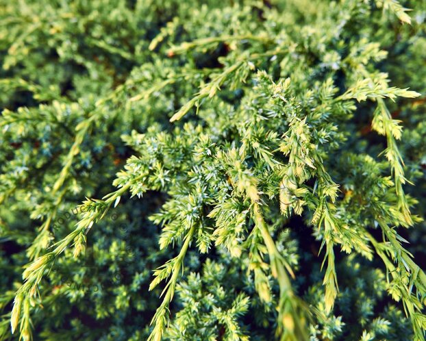 Juniperus squamata 'Blue Swede'