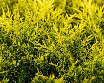 Juniperus media 'Pfitzeriana Aurea'