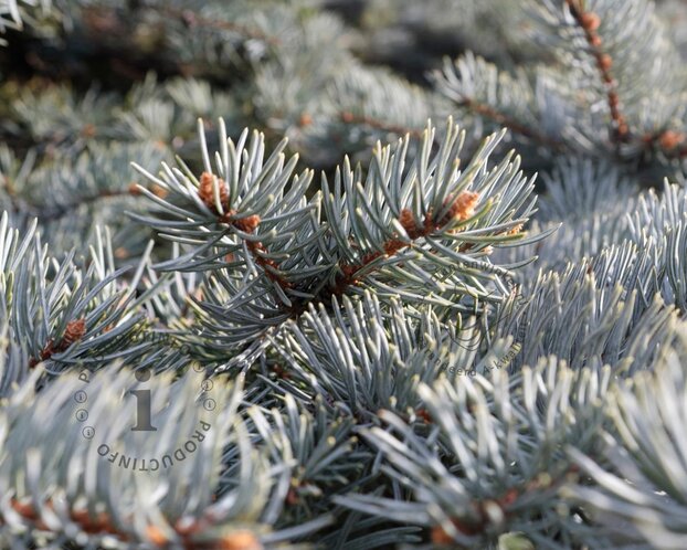 Picea pungens 'Oldenburg'