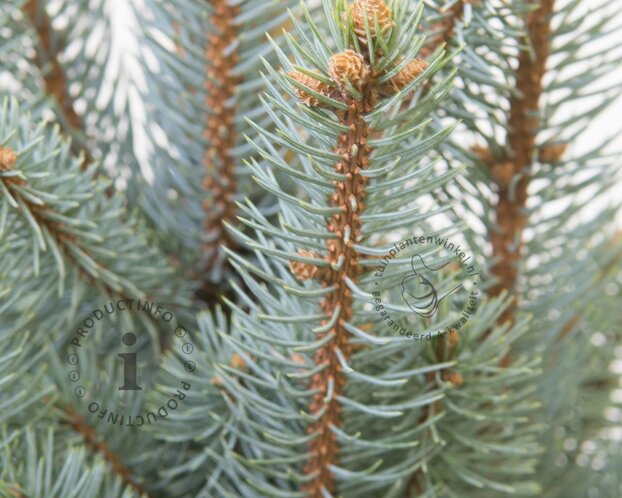 Picea pungens 'Iseli Fastigiate'