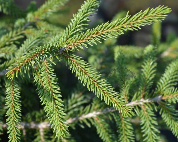 Picea orientalis 'Aureospicata' 50/60