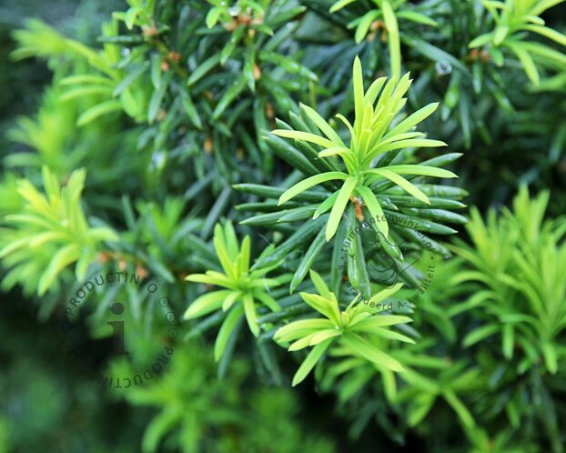 Taxus cuspidata 'Nana'