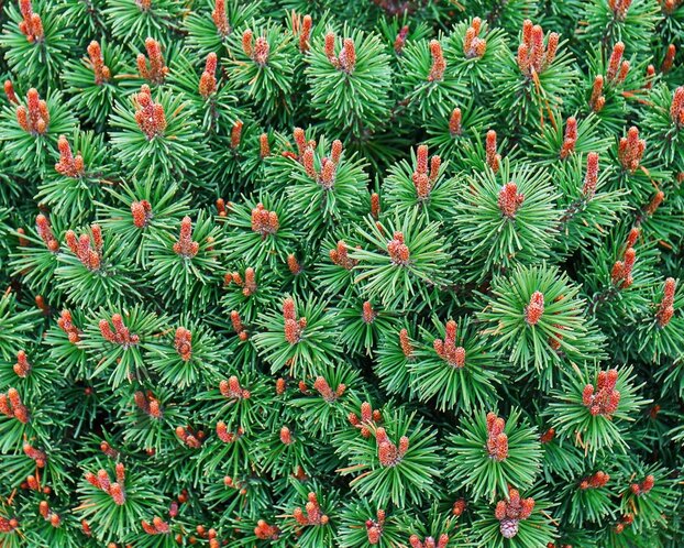 Pinus mugo 'Mops'