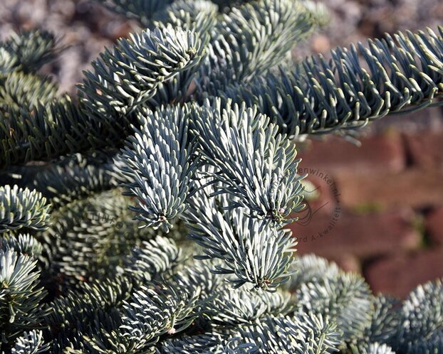 Abies procera 'Glauca'