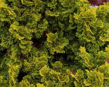 Chamaecyparis obtusa 'Nana Aurea' 20/25
