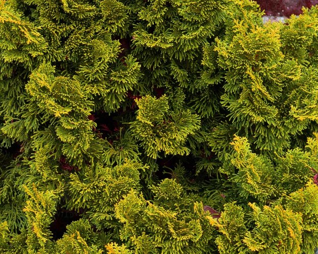 Chamaecyparis obtusa 'Nana Aurea' 20/25