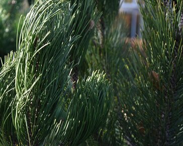 Pinus heldreichii 'Satellit'