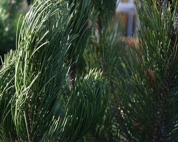 Pinus heldreichii 'Satellit'