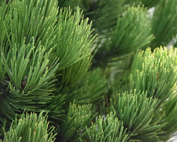 Pinus heldreichii 'Compact Gem' 20/25