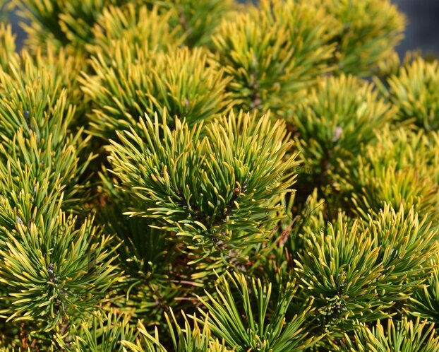 Pinus mugo 'Winter Gold'