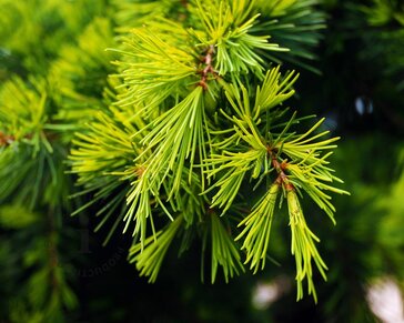 Cedrus deodara 'Golden Horizon' - stam 40 cm