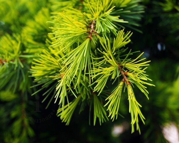 Cedrus deodara 'Golden Horizon' - stam 40 cm