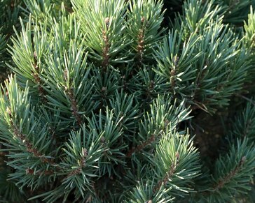 Pinus sylvestris 'Watereri' - 40 cm stam
