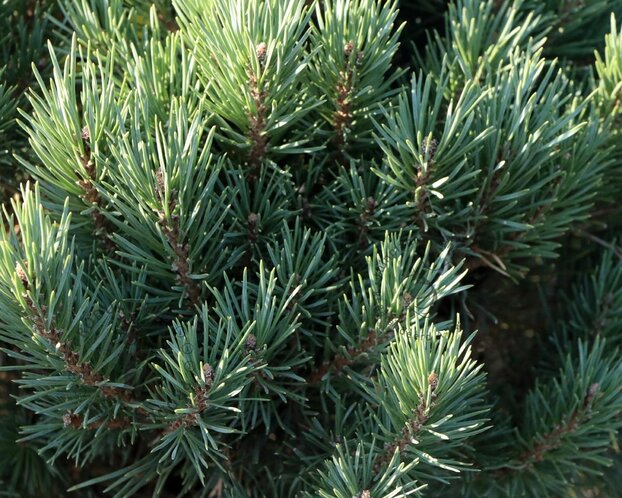 Pinus sylvestris 'Watereri' - 40 cm stam