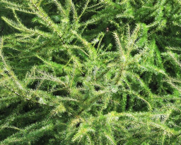 Larix decidua 'Little Bogle' - 40 cm stam
