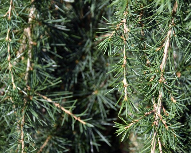 Cedrus deodara 'Feelin Blue' - 40 cm stam