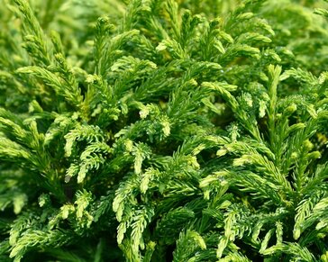 Cryptomeria japonica 'Globosa Nana' - 40 cm stam