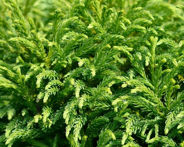 Cryptomeria japonica 'Globosa Nana' - 40 cm stam