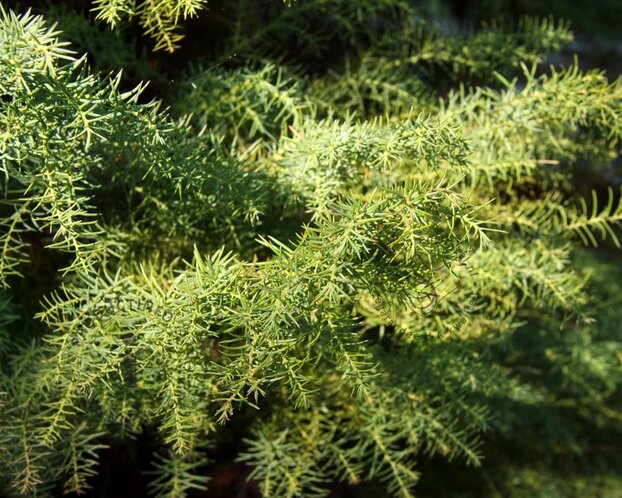 Cryptomeria japonica 'Elegans Viridis' - 40 cm stam