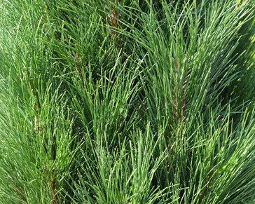 Pinus nigra 'Green Tower'